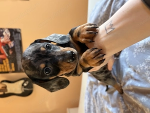 Teckel arlechin mascul - imagine 2