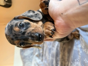 Teckel arlechin mascul - imagine 2