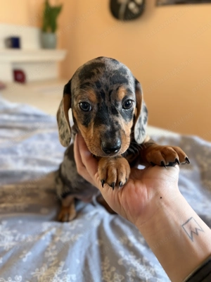 Teckel arlechin mascul