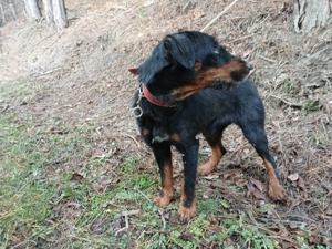 Câini de vânâtoare terrieri