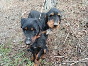 Câini de vânâtoare terrieri - imagine 4