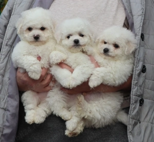 Pui Bichon Frise cu pedigree din parinti campioni in expozitii canine - imagine 3