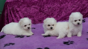 Pui Bichon Frise cu pedigree din parinti campioni in expozitii canine - imagine 2