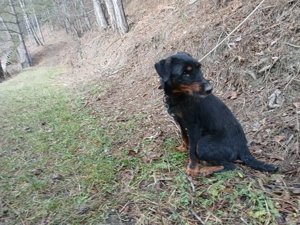 Câini de vânâtoare terrieri - imagine 5