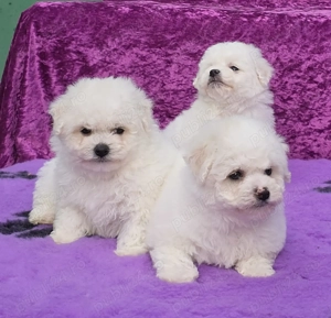 Pui Bichon Frise cu pedigree din parinti campioni in expozitii canine - imagine 4