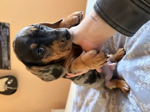 Teckel arlechin mascul - imagine 3