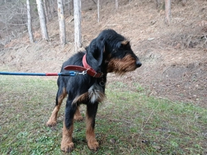 Câini de vânâtoare terrieri - imagine 2