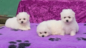 Pui Bichon Frise cu pedigree din parinti campioni in expozitii canine - imagine 5
