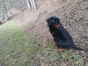 Câini de vânâtoare terrieri - imagine 3