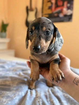 Teckel arlechin femela - imagine 2