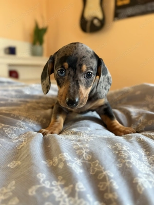 Teckel arlechin femela - imagine 3