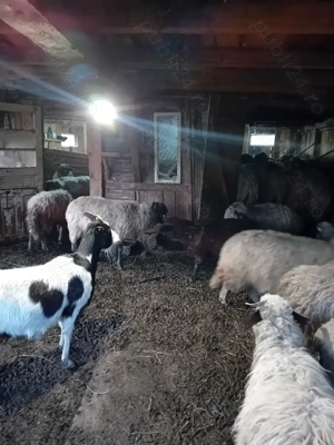 Vând mioare - imagine 2