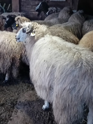 Vând mioare - imagine 3