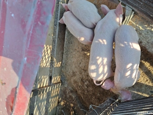 vnd purcei 8 saptamani 250 lei buc