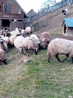 Vând mioare de talie mare - imagine 4