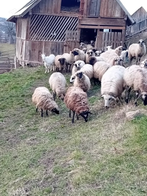 Vând mioare de talie mare - imagine 5