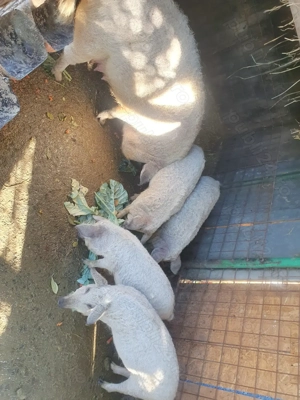 Vând purcei mangalita cu mistreț!!!