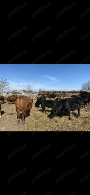 Vand taurasi tineri angus si un adult