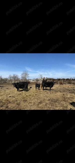 Vand taurasi tineri angus si un adult - imagine 2