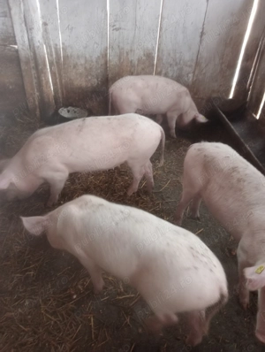 Vanzare porci Marele Alb. - imagine 2