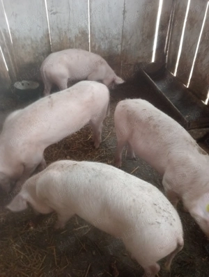 Vanzare porci Marele Alb. - imagine 3