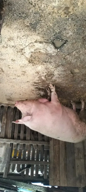 Porci de vanzare - imagine 5