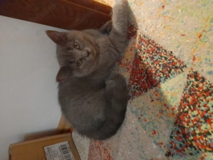 Pui pisica British Shorthair  - imagine 5