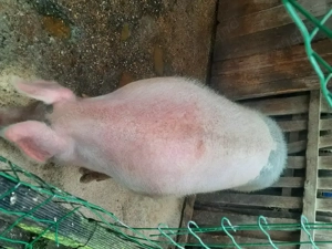 Porci de vanzare - imagine 3