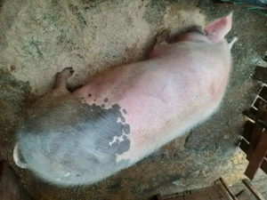 Porci de vanzare - imagine 2