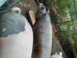 Porci de vanzare - imagine 4