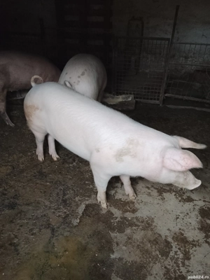 De vânzare porci de carne!