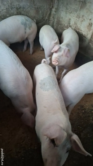 Porci duroc  si porci metis de vanzare 15 lei kg - imagine 2