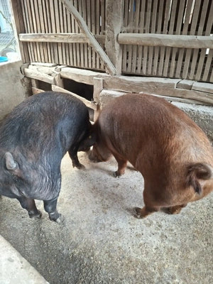 Porci duroc  si porci metis de vanzare 15 lei kg - imagine 3