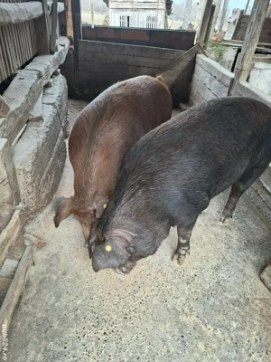 Porci duroc  si porci metis de vanzare 15 lei kg - imagine 4