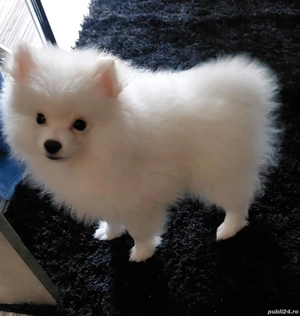 De vanzare pomeranian