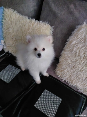 De vanzare pomeranian - imagine 2