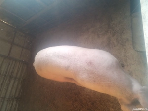 vand purcea aproximativ 100 kg, 15 lei kg - imagine 4