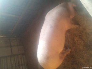 vand purcea aproximativ 100 kg, 15 lei kg - imagine 3