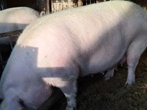 Scrofita a fata de vinzare - imagine 2