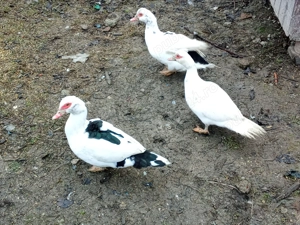 Vând 3 rațe și un rățoi! - imagine 3