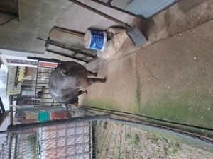 Vand purcea de carne 350 kg - imagine 2