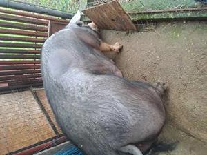 Vand purcea de carne 350 kg