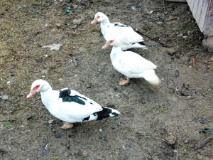 Vând 3 rațe și un rățoi! - imagine 2