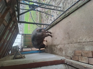 Vand purcea de carne 350 kg - imagine 3