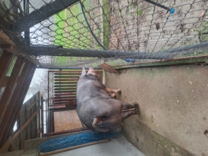 Vand purcea de carne 350 kg - imagine 4