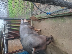 Vand purcea de carne 350 kg - imagine 5