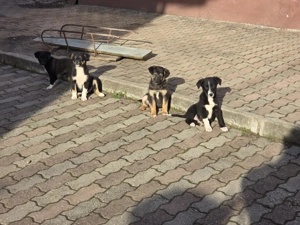 Donez căței metiș  - imagine 2