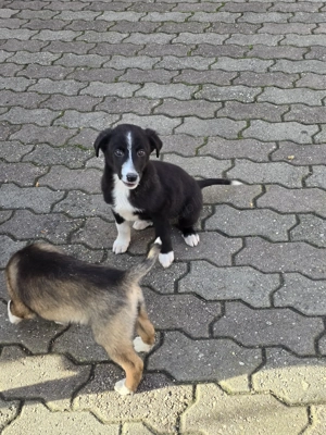 Donez căței metiș  - imagine 4