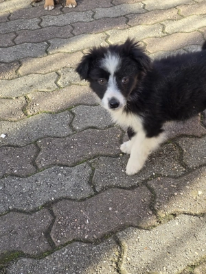 Donez căței metiș  - imagine 5