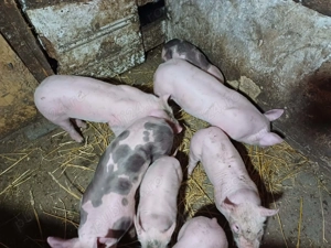 Purcei. Rasa carne. Românești 